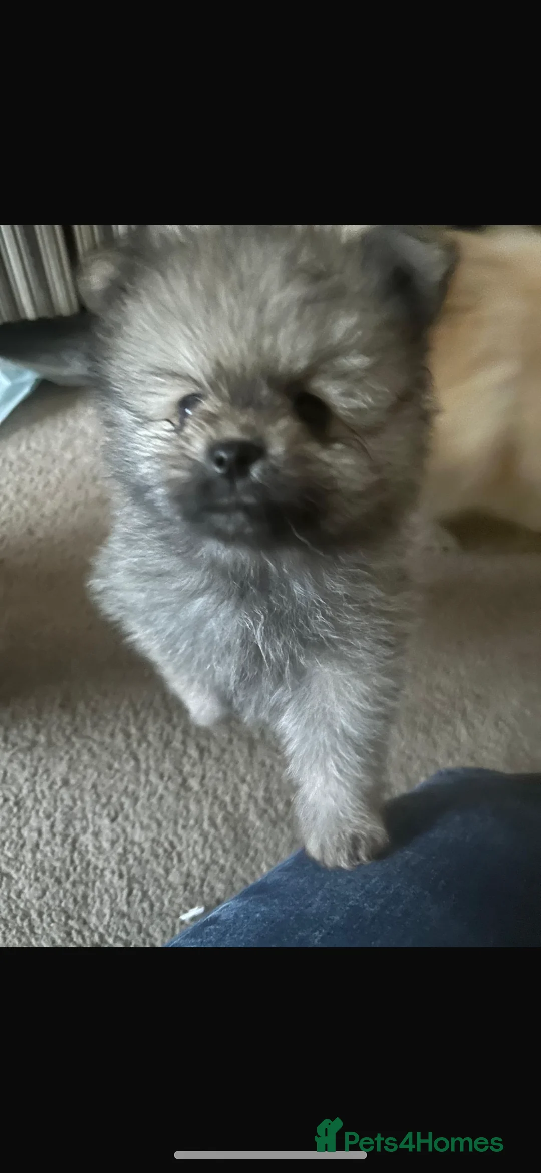 Pomeranian dogs for sale: 5 Generation champion Russian bloodline - Advert 34