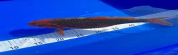 Koi Carp fish for sale: Mixed Koi in Yarm - Advert 3