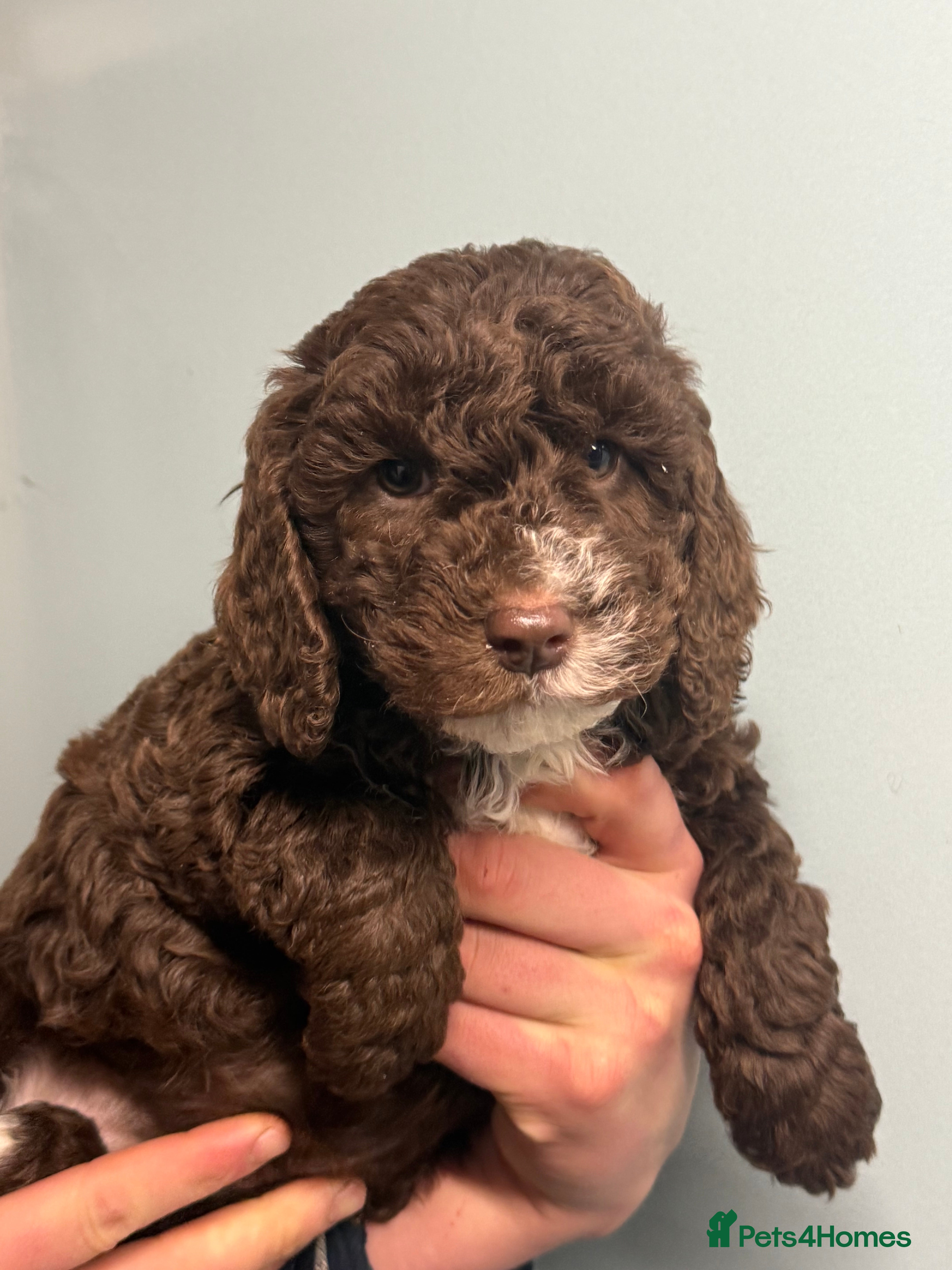 Cockapoo dogs Stunning F1B Cockapoos  - Advert 8