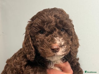 Cockapoo dogs Stunning F1B Cockapoos - Advert 8