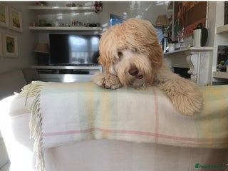 Labradoodle dogs in London - Advert 2