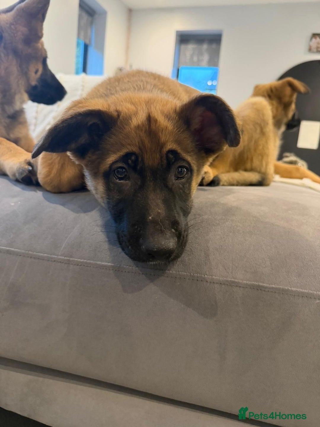Mixed Breed dogs for sale:  4 Belgian Malinois & German Shepherd Puppies - Advert 17