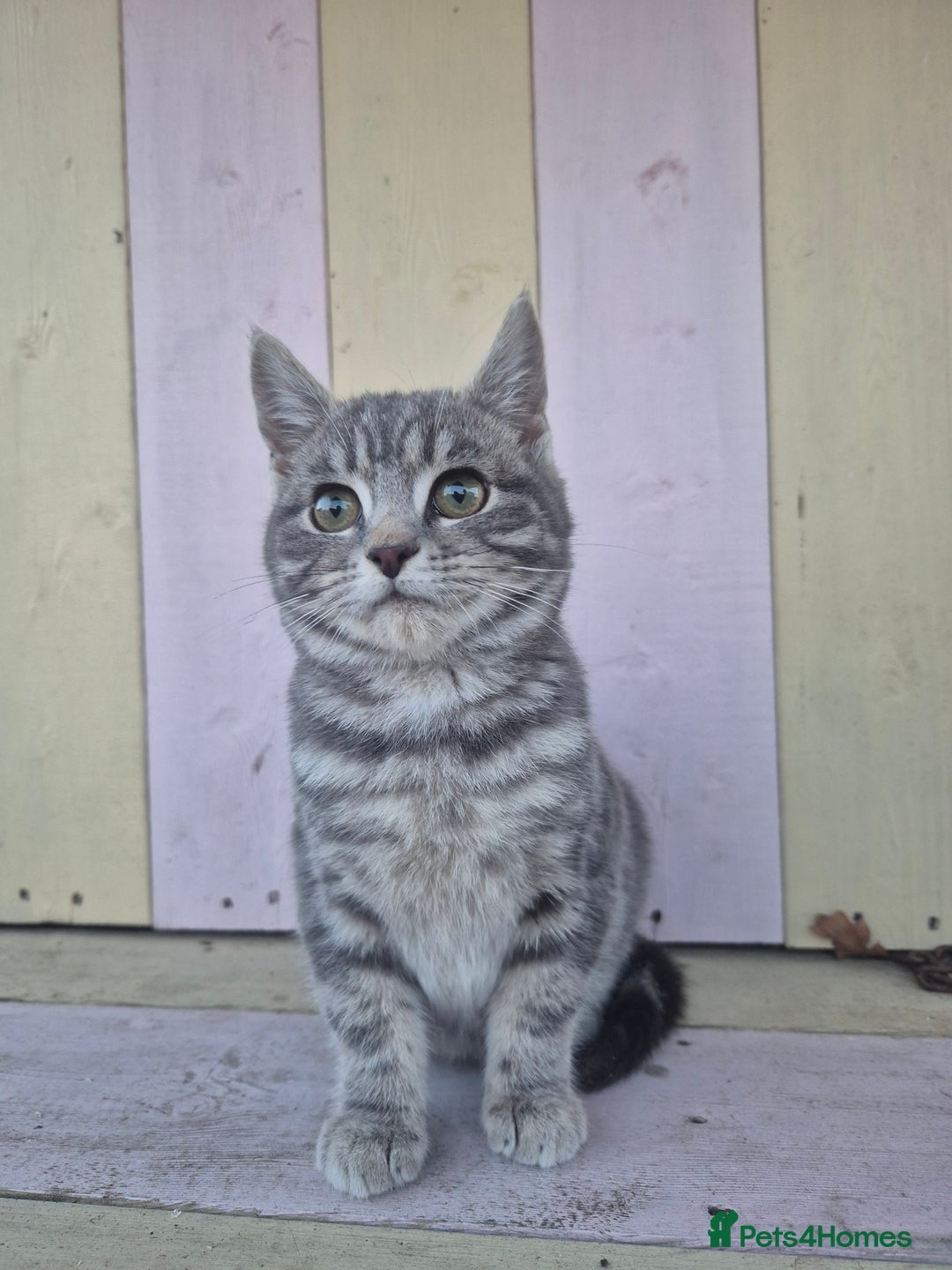 Domestic Shorthair cats for sale: 💙 Stunning boy looking for his furever home 💙 - Advert 1