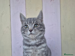 Domestic Shorthair cats 💙 Stunning boy looking for his furever home 💙 - Advert 7