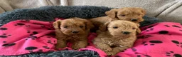 Cockapoo dogs for sale: Stunning red toy cockapoo puppies  - Advert 15