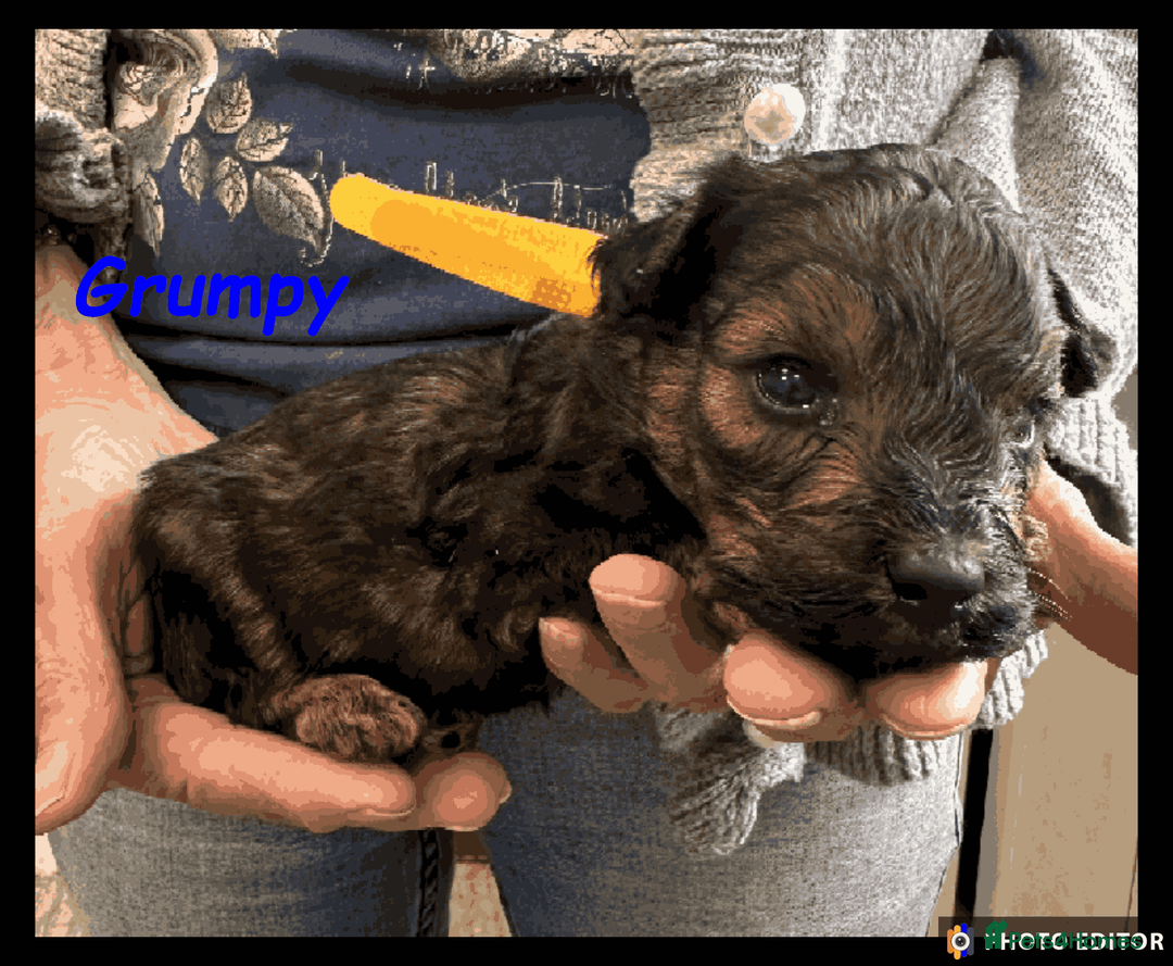 Yorkiepoo dogs for sale:  Adorable YorkiePoo Pups Looking for Loving Homes  - Image 15