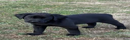 Labrador Retriever dogs for sale: Puppys For Forever Homes - Advert 6