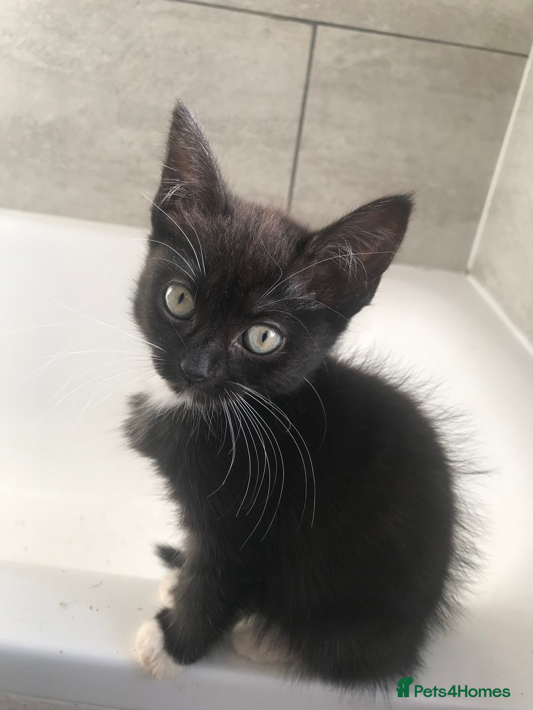 Mixed Breed cats for sale: 2 playful kittens looking for a loving home - Advert 5