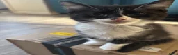 Mixed Breed cats for sale: 2 black and white female kittens £50 each   - Advert 4