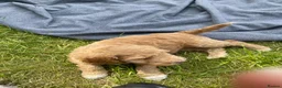 Australian Labradoodle dogs for sale: Australian Labradoodle puppies - Advert 9
