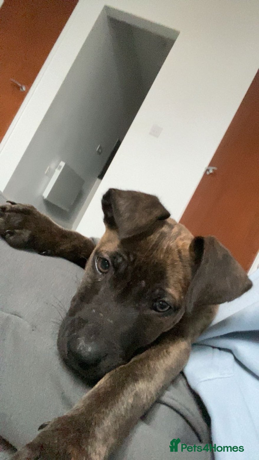 Mixed Breed dogs Dog for sale - Advert 1