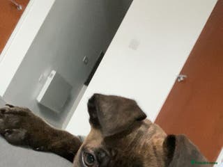 Mixed Breed dogs Dog for sale - Advert 15