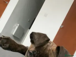 Mixed Breed dogs Dog for sale - Advert 10