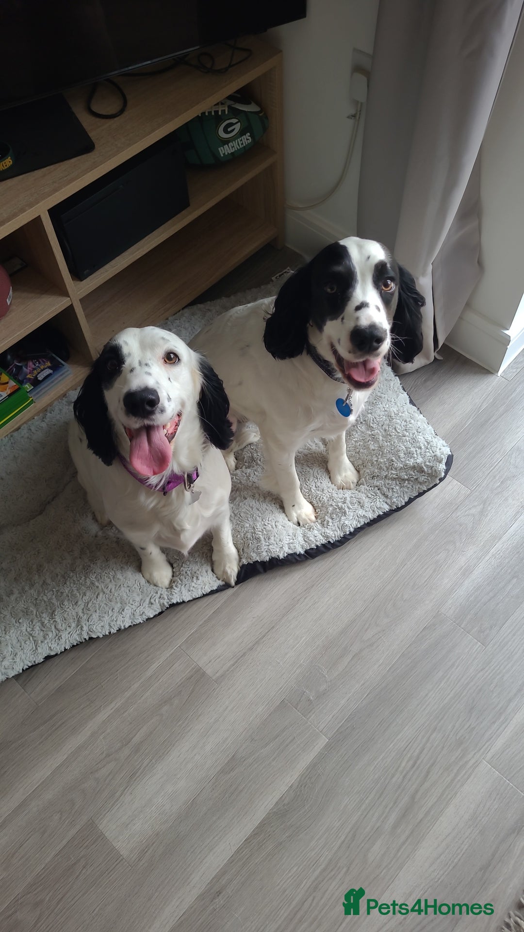 Cocker Spaniel dogs for sale: Max & Elsie -  **  - Advert 5