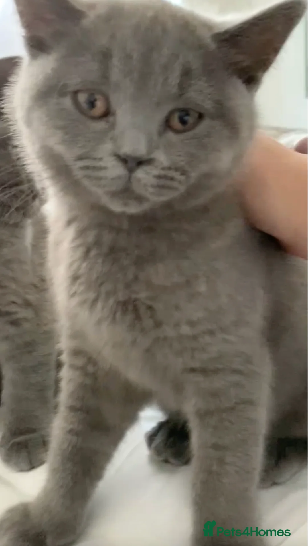 British Shorthair cats for sale: British Shorthair Blue Kittens 💛 Raised with Love - Advert 2