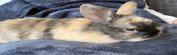 Mini Lop rabbits for sale: Pure bred mini lop bunnies - Advert 14