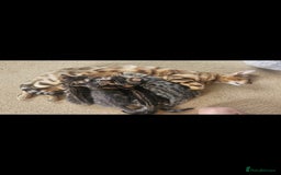 Bengal cats for sale: Bengal kittens. Absolutely beautiful!  - Image 33