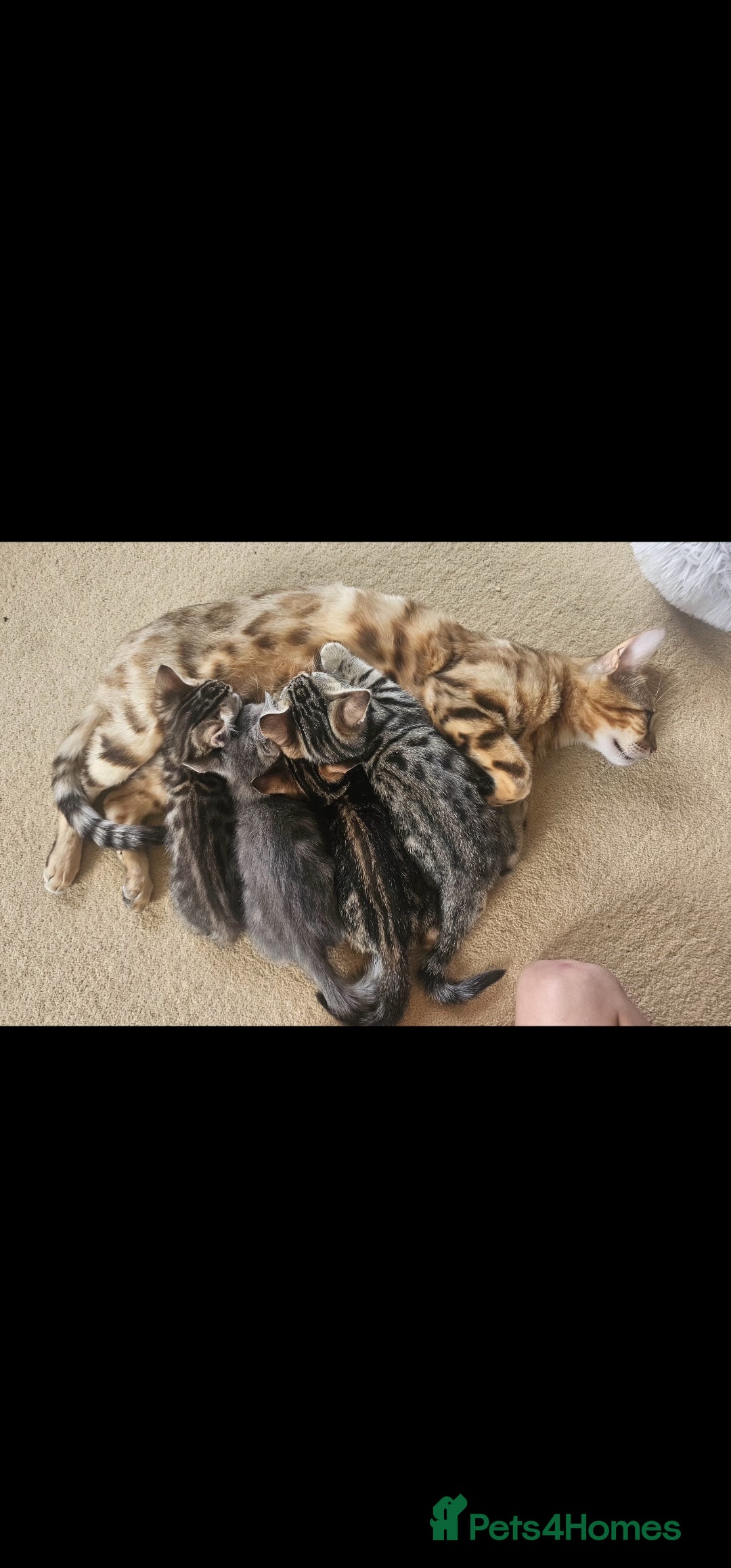 Bengal cats for sale: Bengal kittens. Absolutely beautiful!  - Image 33