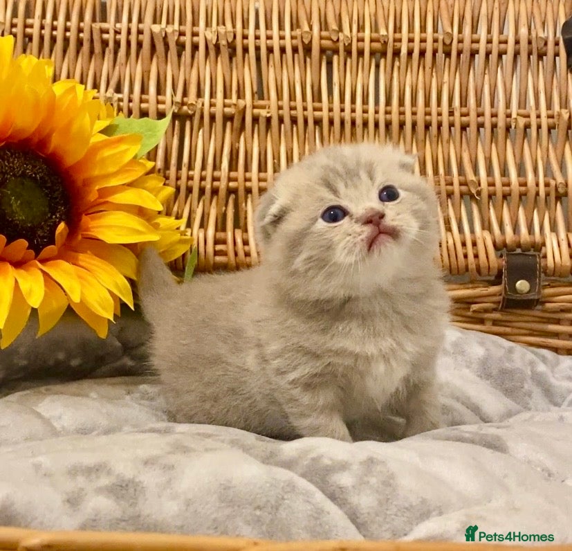Scottish Fold cats 🧸EXTREMELY RARE CHAMP LINE FAWN SCOTTISH/BSH 😻🧸 - Advert 7