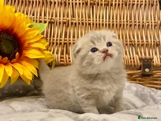 Scottish Fold cats 🧸EXTREMELY RARE CHAMP LINE FAWN SCOTTISH/BSH 😻🧸 - Advert 7