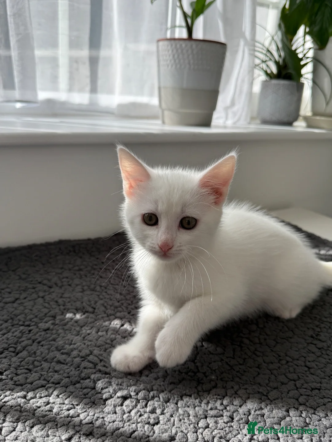 Turkish Angora cats for sale: Beautiful kitten ready for new home  - Advert 1