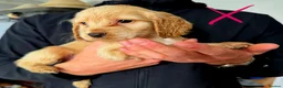 Cocker Spaniel dogs for sale:  700 pounds 2Boys left forever homes 12 weeks old - Advert 5