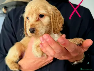 Cocker Spaniel dogs READY TO LEAVE 2 BOYS - Advert 15