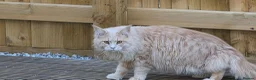 Maine Coon cats for sale: 5 beautiful maincoon kittens  in Penzance - Advert 4