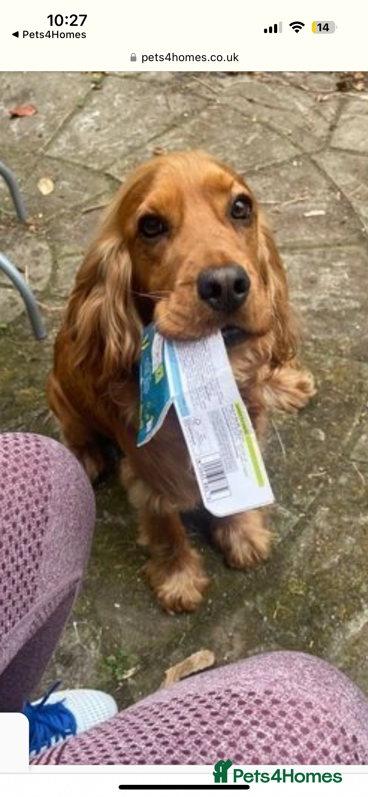 Cocker Spaniel dogs Proven male cocker spaniel  - Advert 1