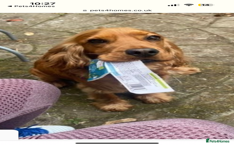 Cocker Spaniel dogs - Advert 1