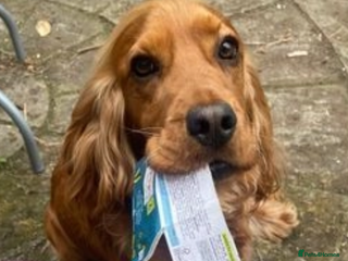 Cocker Spaniel dogs - Advert 19