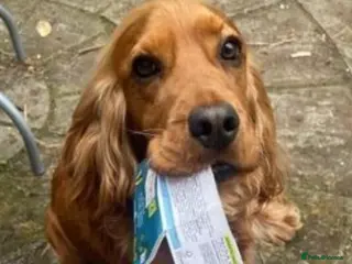 Cocker Spaniel dogs Proven male cocker spaniel - Advert 20