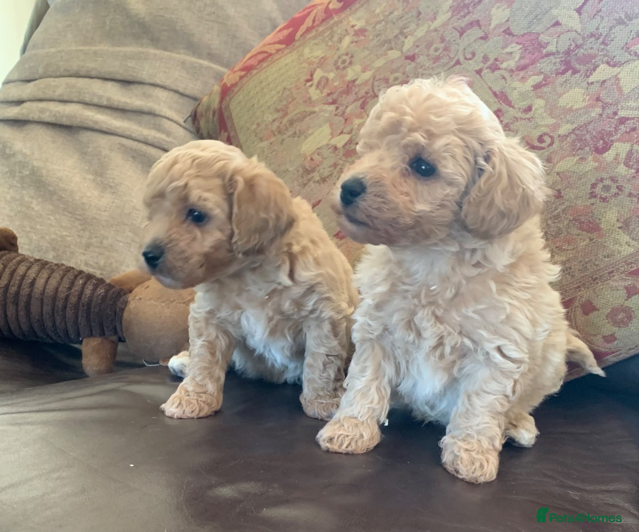 Poochon dogs for sale: Outstanding Poochon puppies  - Advert 8
