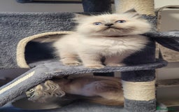 Ragdoll cats for sale: 🐾😺 3 Fluffy Ragdoll Kittens Waiting for You ♥♥♥ - Image 18