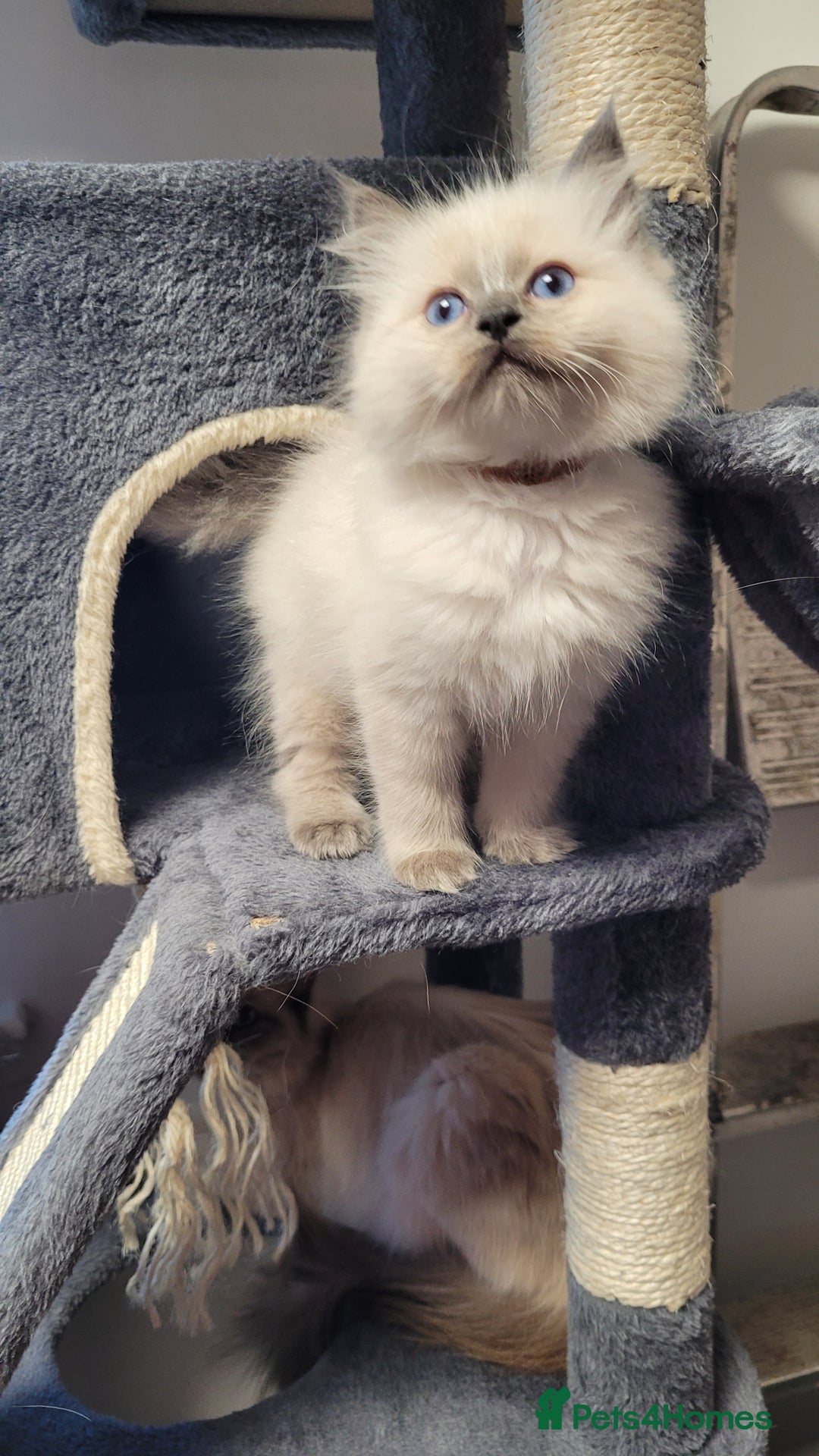 Ragdoll cats for sale: 🐾😺 3 Fluffy Ragdoll Kittens Waiting for You ♥♥♥ - Image 18
