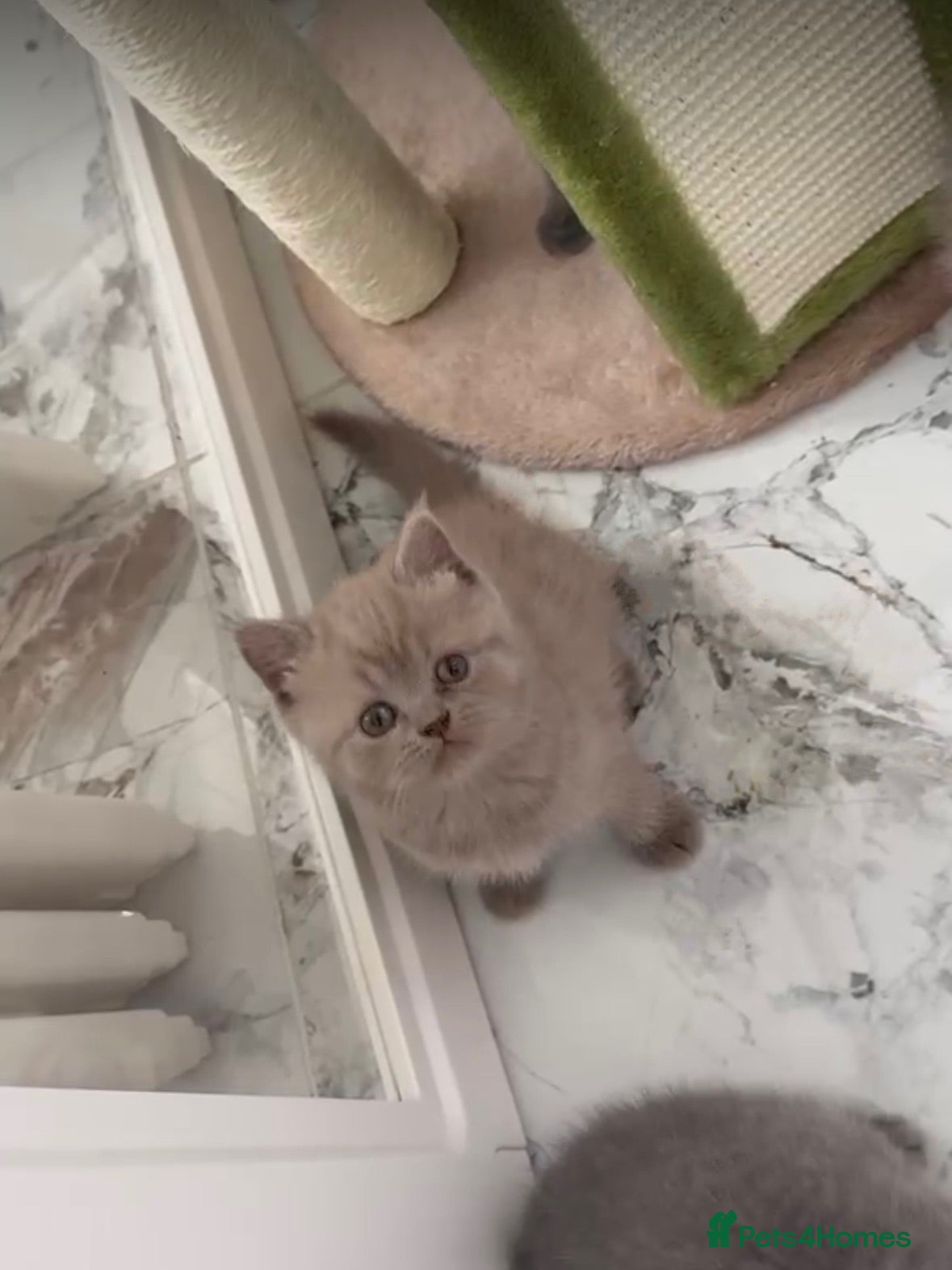British Shorthair cats Lilac BSH female available - Advert 1