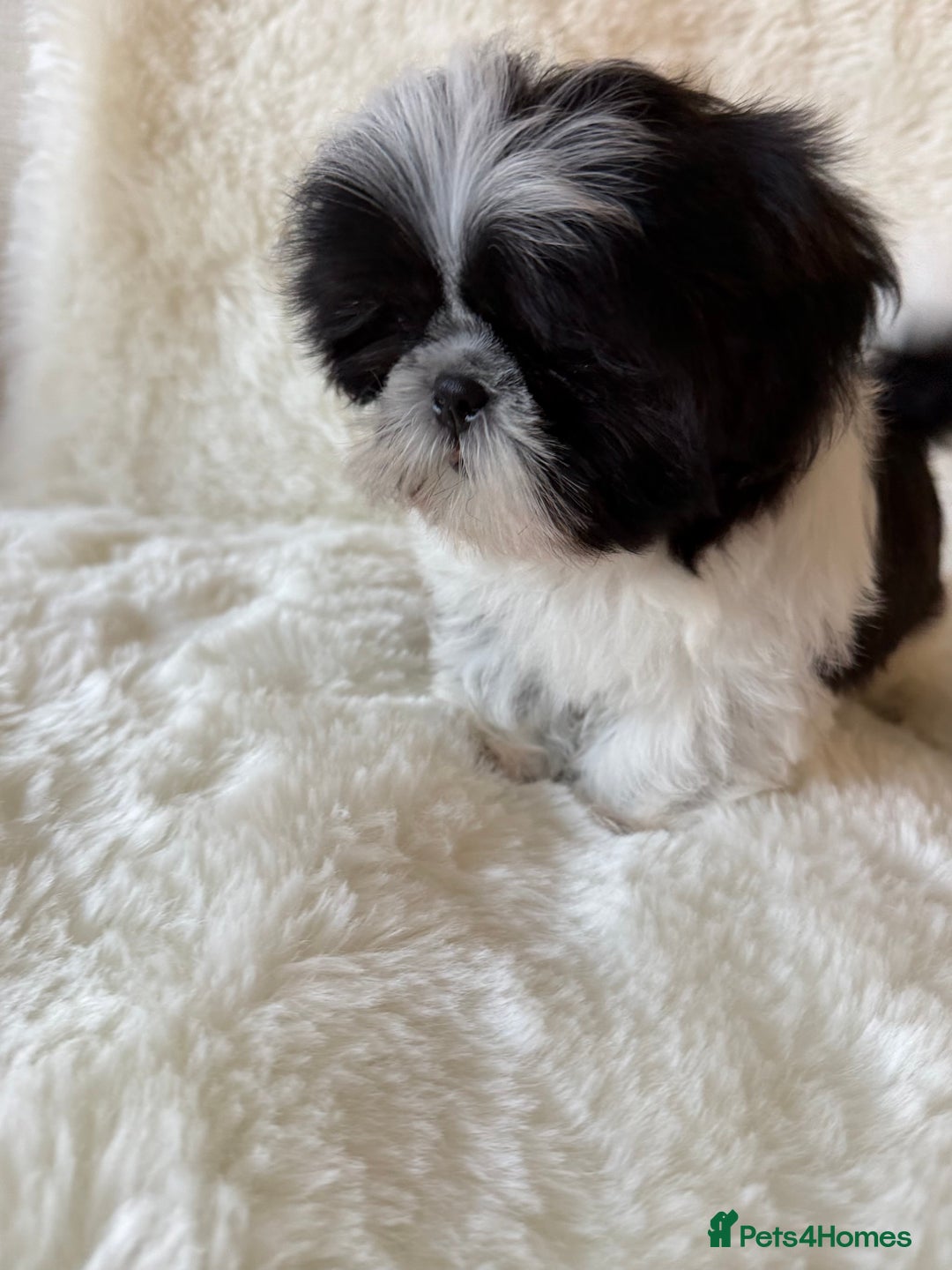 Shih Tzu dogs for sale: AMERICAN IMPERIAL SHIH TZU PUPPIES - Advert 2