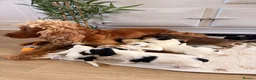 Cockapoo dogs for sale: Beautiful cockerpoo puppies  - Advert 15
