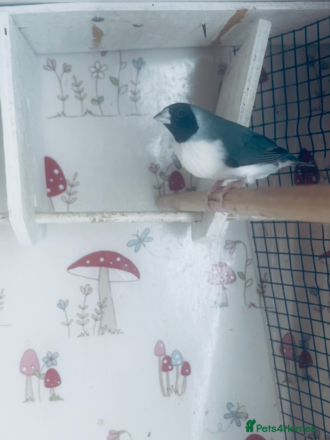 Finches birds for sale: Blue Female Gouldian Finch for sale  - Advert 3