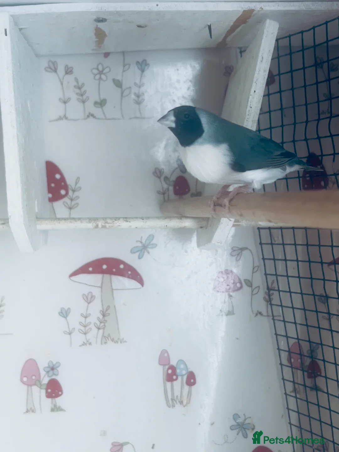 Finches birds for sale: Blue Female Gouldian Finch for sale  - Advert 3