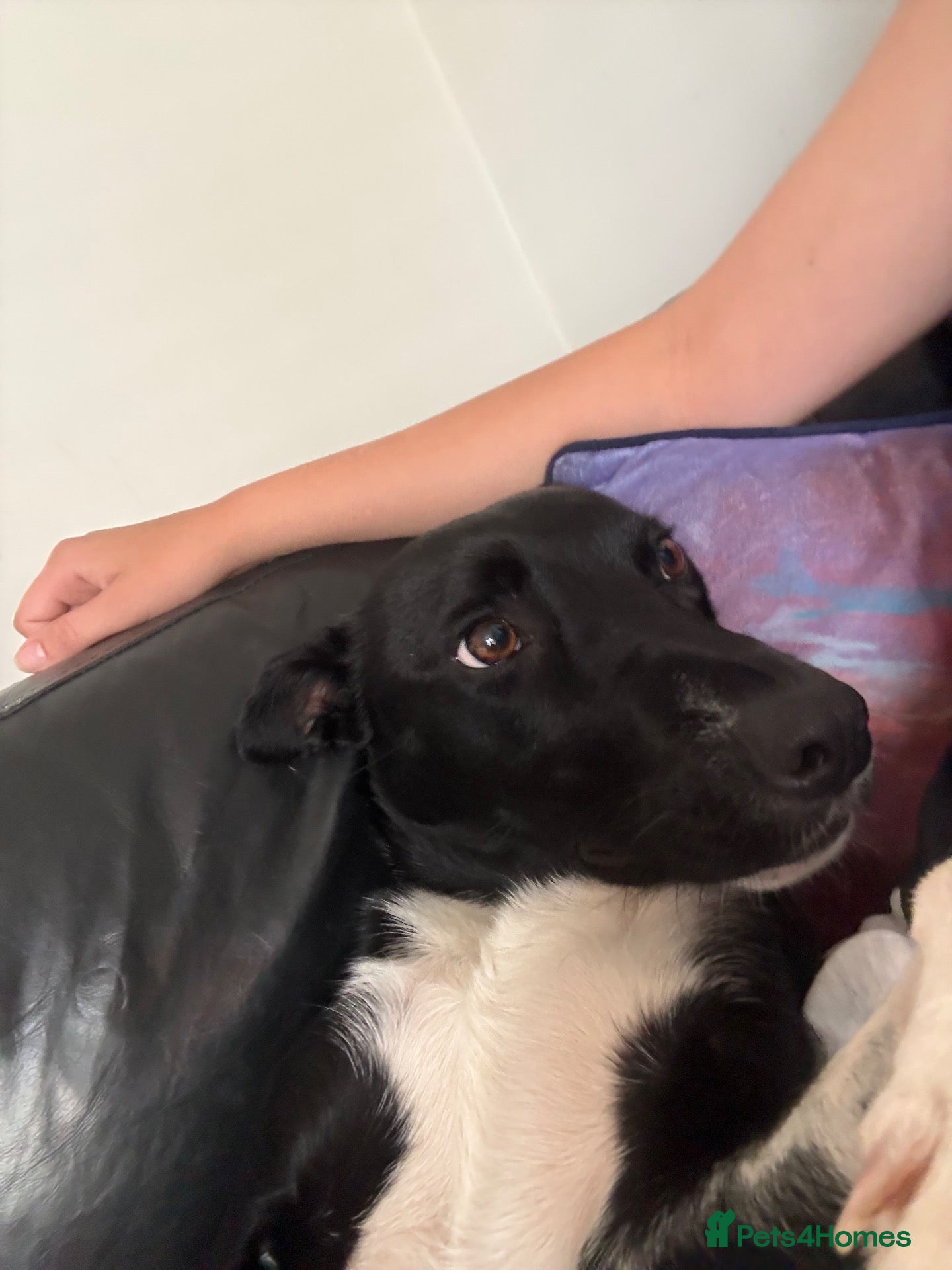 Mixed Breed dogs Luna  - Advert 2