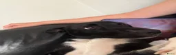Mixed Breed dogs for sale: Luna  in Rossendale - Advert 1