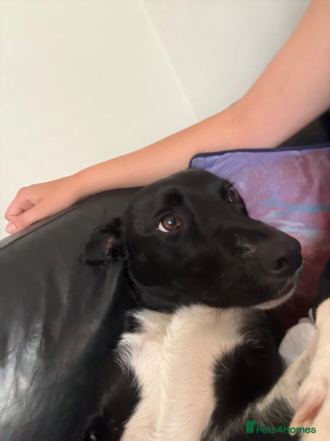 Mixed Breed dogs for sale: Luna  in Rossendale - Advert 1