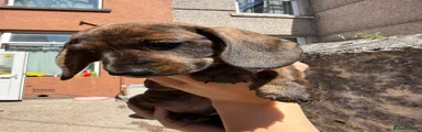 Red Brindle boy