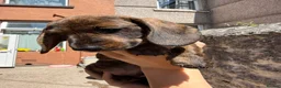 Miniature Dachshund dogs for sale: READ NOW litter of miniature dachshunds  - Advert 19