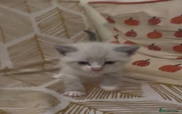 British Shorthair cats for sale: BSH mixed Russian Blue - Image 20