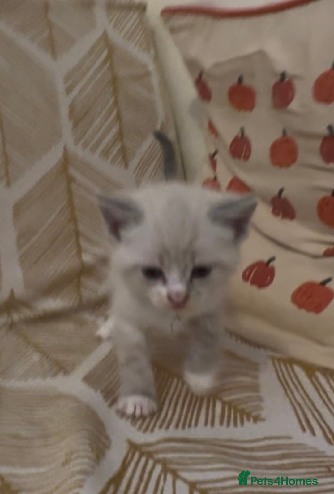 British Shorthair cats for sale: BSH mixed Russian Blue - Image 20