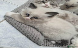 Ragdoll cats for sale: fluffie rag-dolls - Image 1