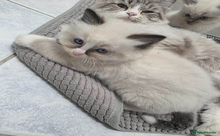 Ragdoll cats - Advert 1