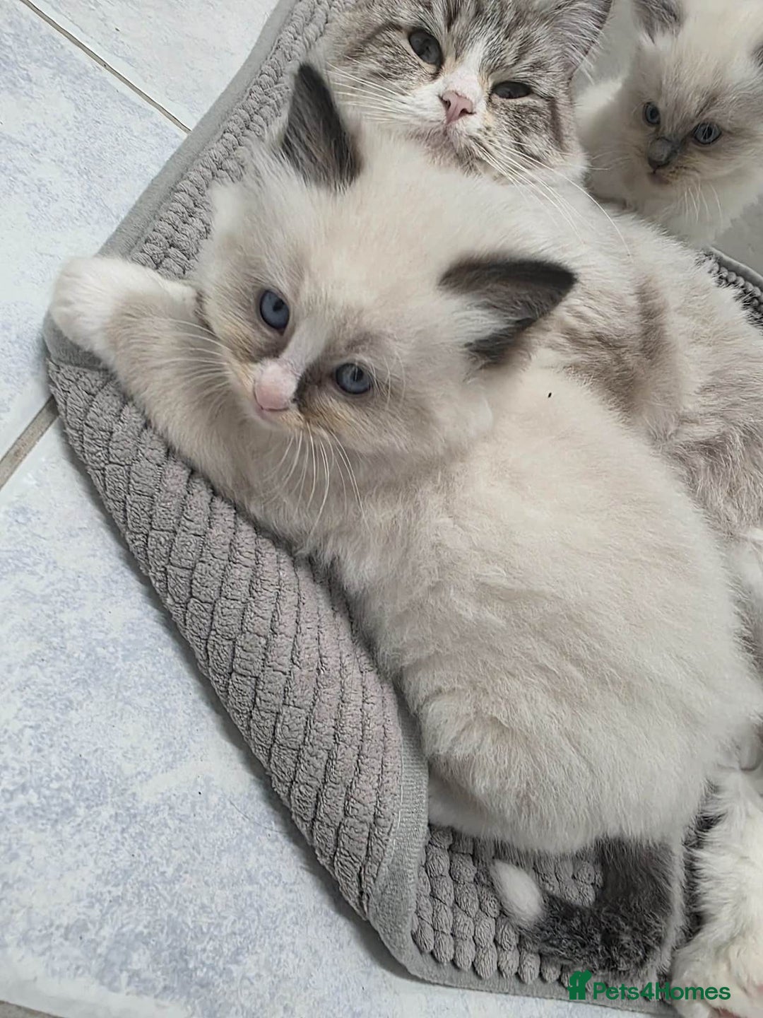 Ragdoll cats for sale: fluffie rag-dolls - Image 1